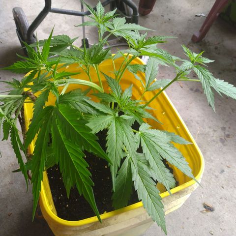 Girl Scout Cookies Autoflower growlog photo: LST