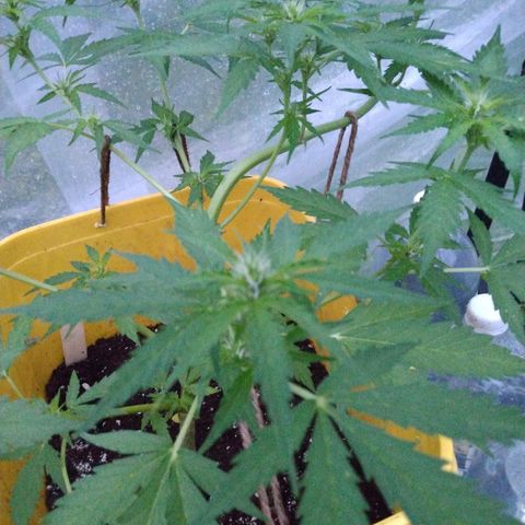 Girl Scout Cookies Autoflower growlog timeline photo