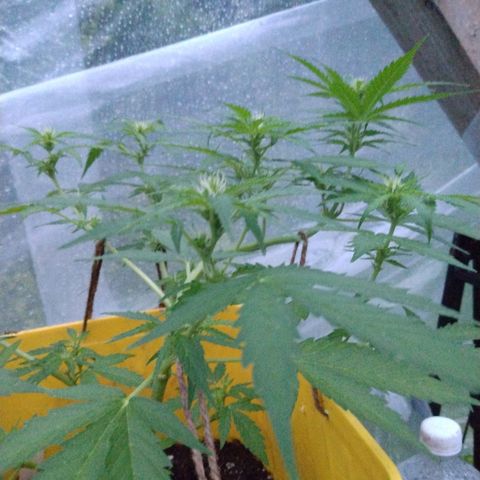 Girl Scout Cookies Autoflower growlog timeline photo