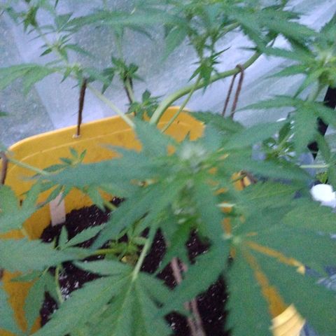 Girl Scout Cookies Autoflower growlog timeline photo