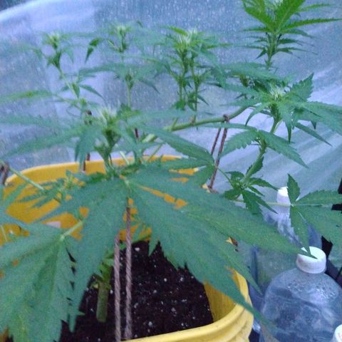 Girl Scout Cookies Autoflower growlog timeline photo