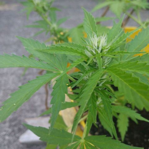 Girl Scout Cookies Autoflower growlog photo: Began CalMag supplement..