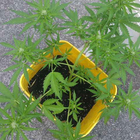 Girl Scout Cookies Autoflower growlog photo: Began CalMag supplement..