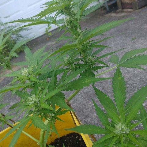 Girl Scout Cookies Autoflower growlog photo: Began CalMag supplement..
