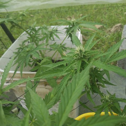 Girl Scout Cookies Autoflower growlog photo: Buds are beginning to fully stack
