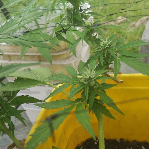 Girl Scout Cookies Autoflower growlog photo: Buds are beginning to fully stack
