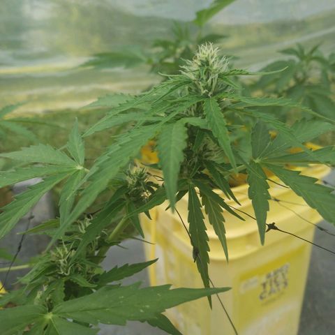 Girl Scout Cookies Autoflower growlog photo: Buds are beginning to fully stack
