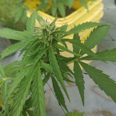 Girl Scout Cookies Autoflower growlog photo: Buds are beginning to fully stack
