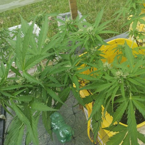 Girl Scout Cookies Autoflower growlog photo: Buds are beginning to fully stack