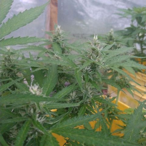 Girl Scout Cookies Autoflower growlog timeline photo