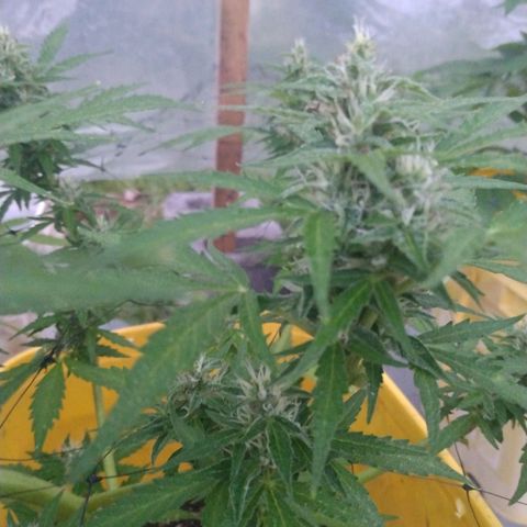 Girl Scout Cookies Autoflower growlog timeline photo