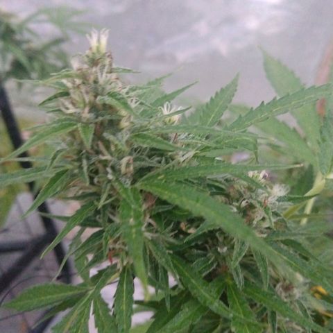 Girl Scout Cookies Autoflower growlog timeline photo