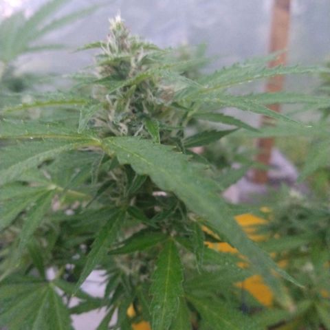 Girl Scout Cookies Autoflower growlog timeline photo