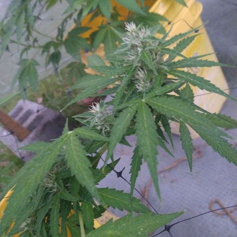 Girl Scout Cookies Autoflower growlog timeline photo