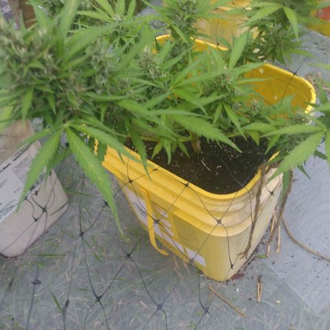 Girl Scout Cookies Autoflower growlog timeline photo