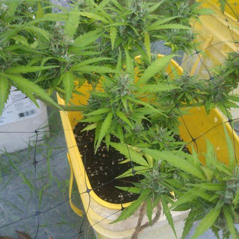 Girl Scout Cookies Autoflower growlog timeline photo