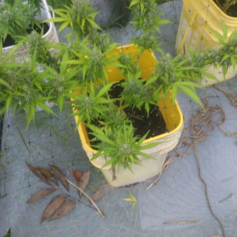 Girl Scout Cookies Autoflower growlog timeline photo