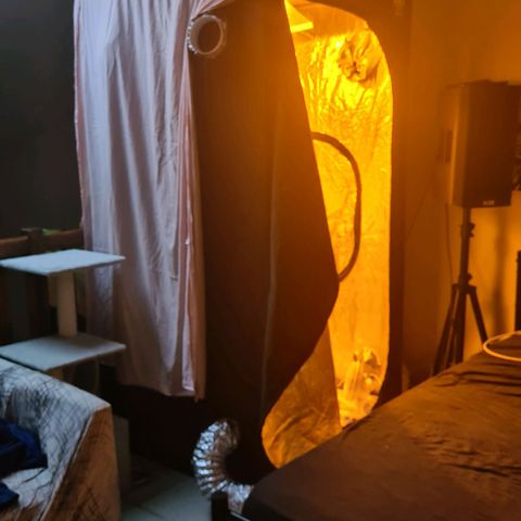 Eleven Rose growlog photo: Installation 