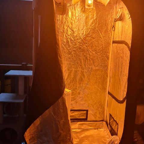 Eleven Rose growlog photo: Installation 