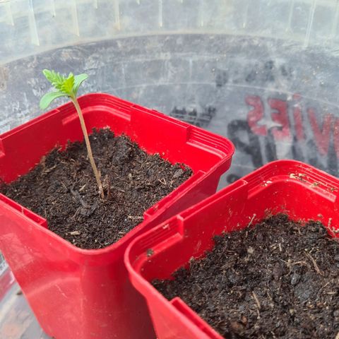 Eleven Rose growlog photo: Jour3