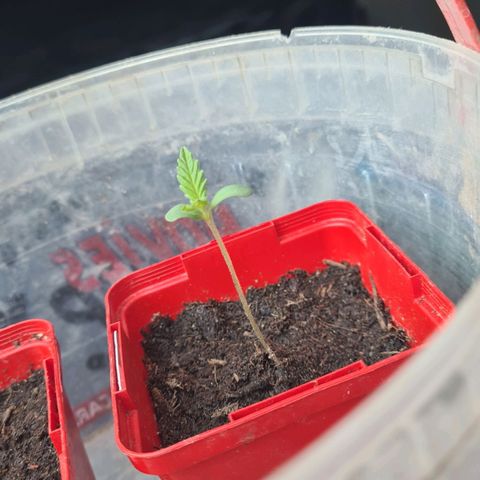 Eleven Rose growlog photo: Jour4