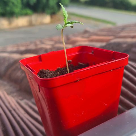 Eleven Rose growlog photo: Jour5