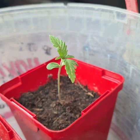 Eleven Rose growlog photo: Jour6