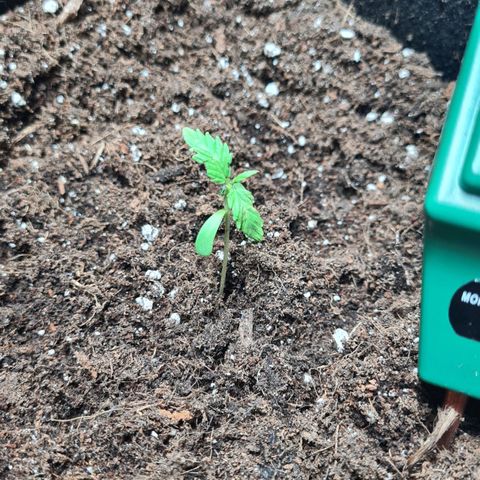 Eleven Rose growlog photo: Jour7