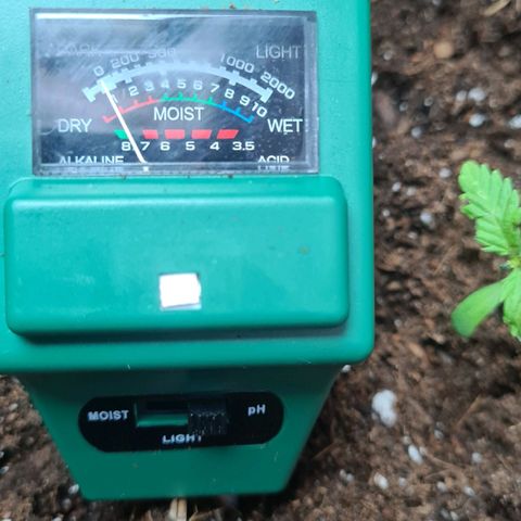 Eleven Rose growlog photo: Ph