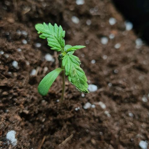 Eleven Rose growlog photo: Jour8 
Décès de la plante 