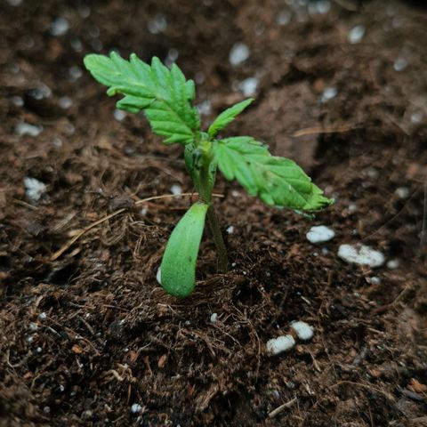 Eleven Rose growlog photo: Jour9 
Décès de la plante 
