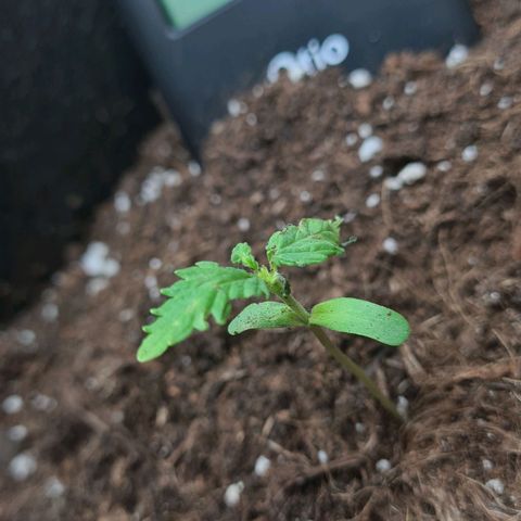 Eleven Rose growlog photo: Jour10 
Décès de la plante 