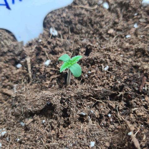 Amnesia Haze 🧠 growlog photo: Jours2 Sortie de terre Semis 
Jours6