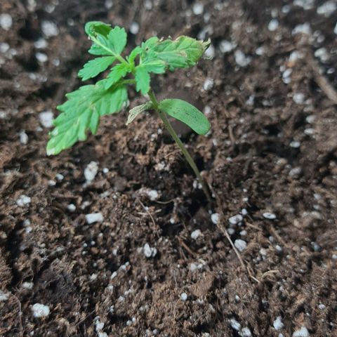Eleven Rose growlog photo: Jours16 