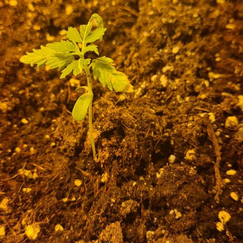 Eleven Rose growlog photo: Jours17