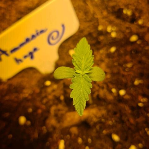 Amnesia Haze 🧠 growlog photo: Jour3 croissance 
Jours8