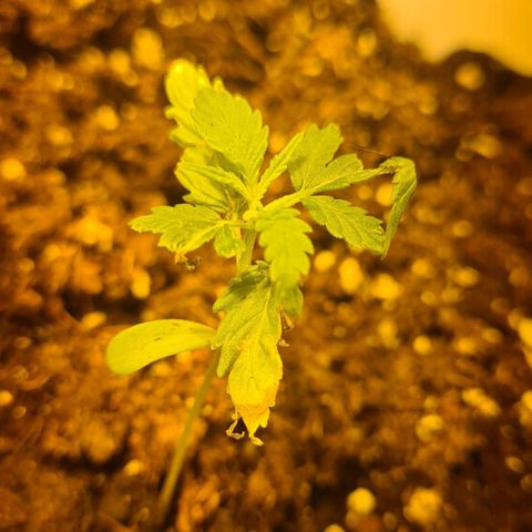 Eleven Rose growlog photo: Jour18..
