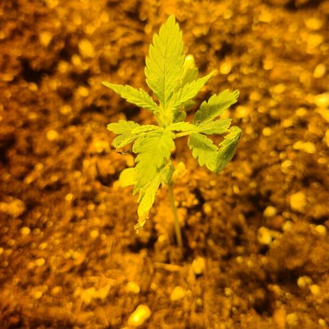 Eleven Rose growlog photo: Jours19