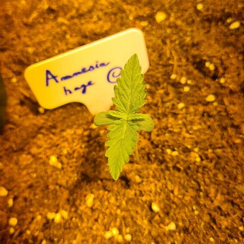 Amnesia Haze 🧠 growlog timeline photo