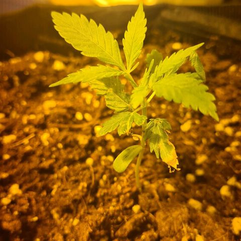 Eleven Rose growlog timeline photo