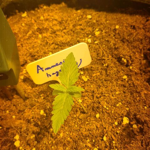 Amnesia Haze 🧠 growlog timeline photo