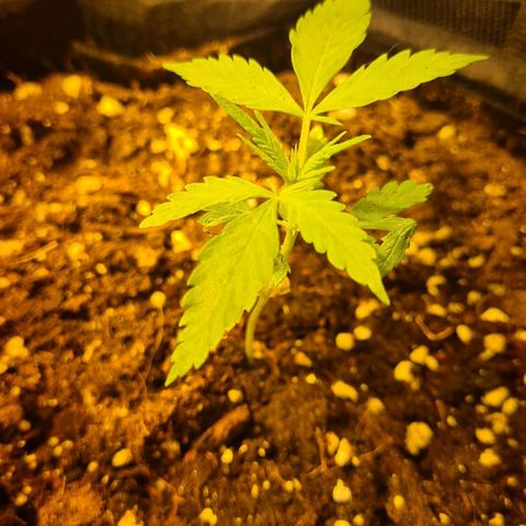 Eleven Rose growlog timeline photo