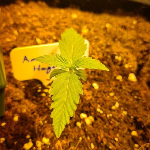 Amnesia Haze 🧠 growlog timeline photo