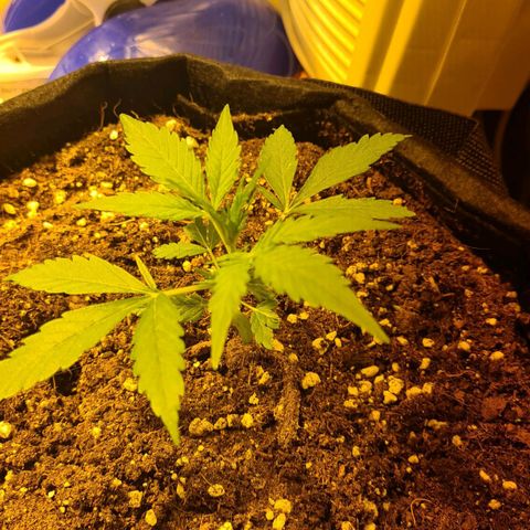 Eleven Rose growlog timeline photo