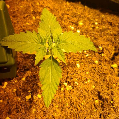 Amnesia Haze 🧠 growlog timeline photo