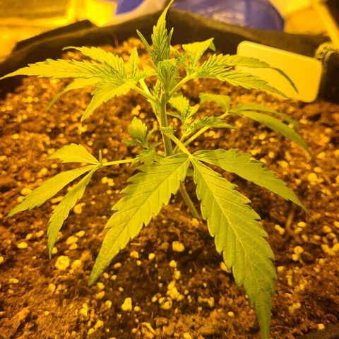 Eleven Rose growlog timeline photo
