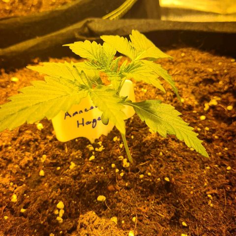 Amnesia Haze 🧠 growlog timeline photo