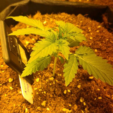 Amnesia Haze 🧠 growlog timeline photo