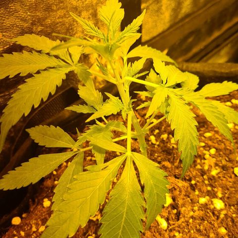 Eleven Rose growlog timeline photo