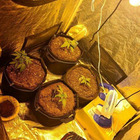 Amnesia Haze 🧠 growlog photo: Déplacement d'un ventilateur 